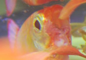 ������������� �����������