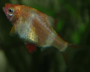 ������������� �����������