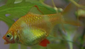 ������������� �����������