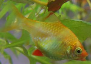 ������������� �����������