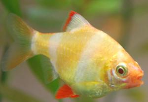 ������������� �����������