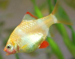 ������������� �����������