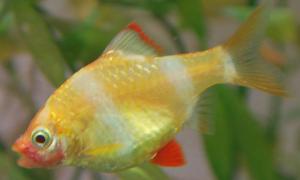 ������������� �����������