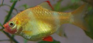 ������������� �����������