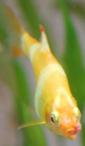 ������������� �����������