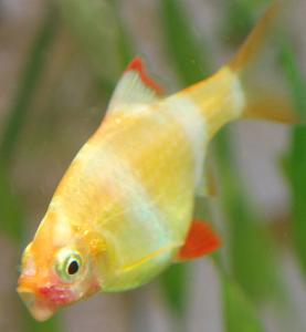 ������������� �����������