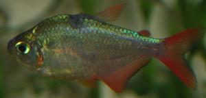 ������������� �����������