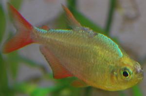 ������������� �����������