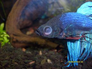 ������������� �����������