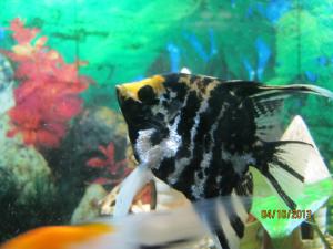 ������������� �����������