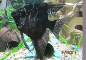 ������������� �����������