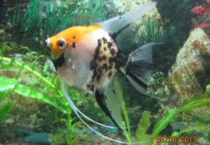 ������������� �����������