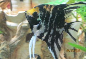 ������������� �����������