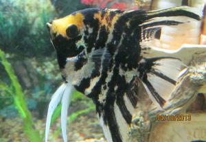 ������������� �����������