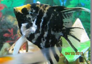 ������������� �����������