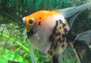 ������������� �����������