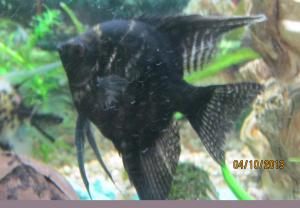 ������������� �����������