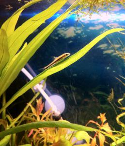 ������������� �����������