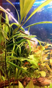 ������������� �����������