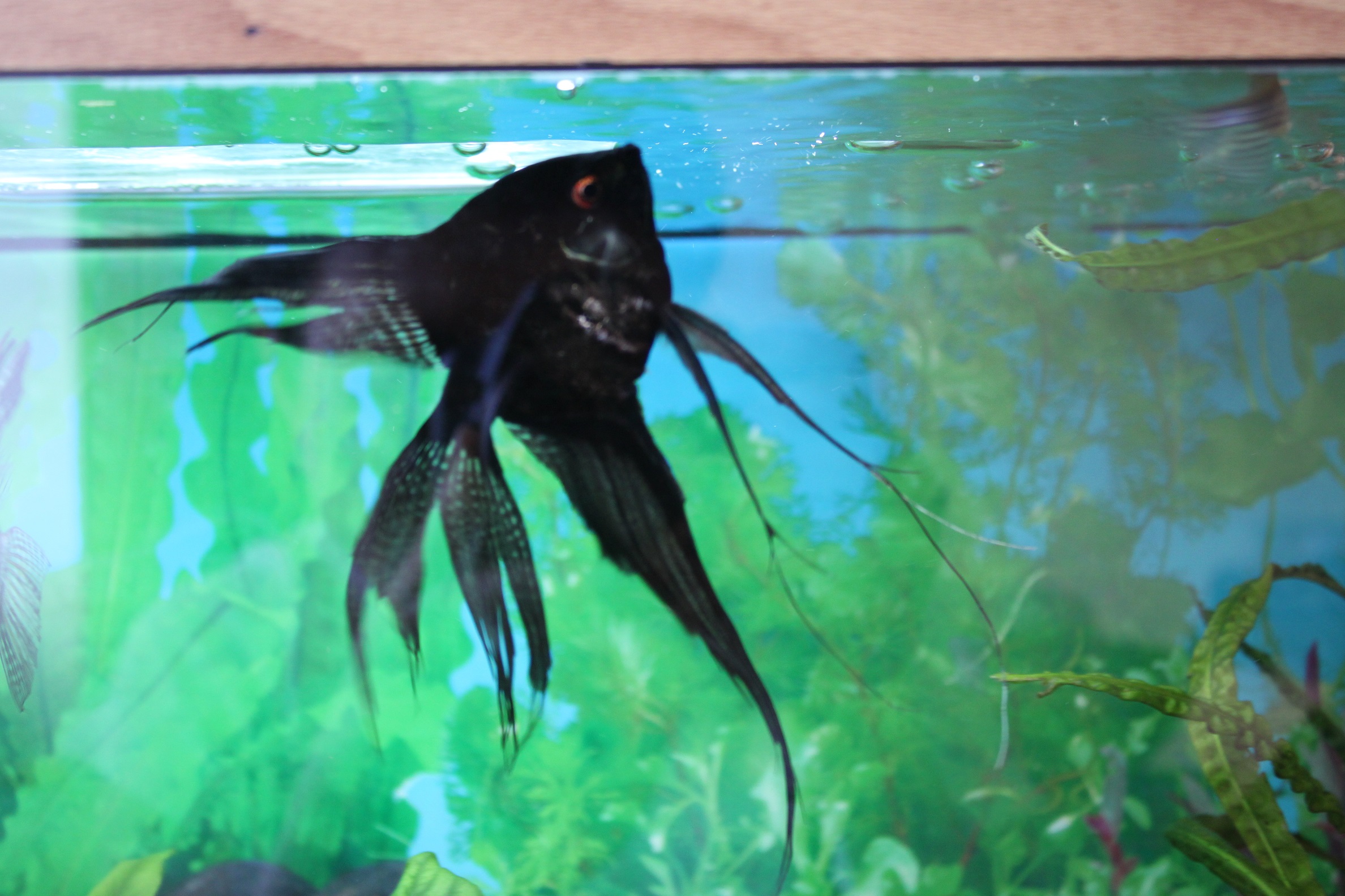 ������������� �����������