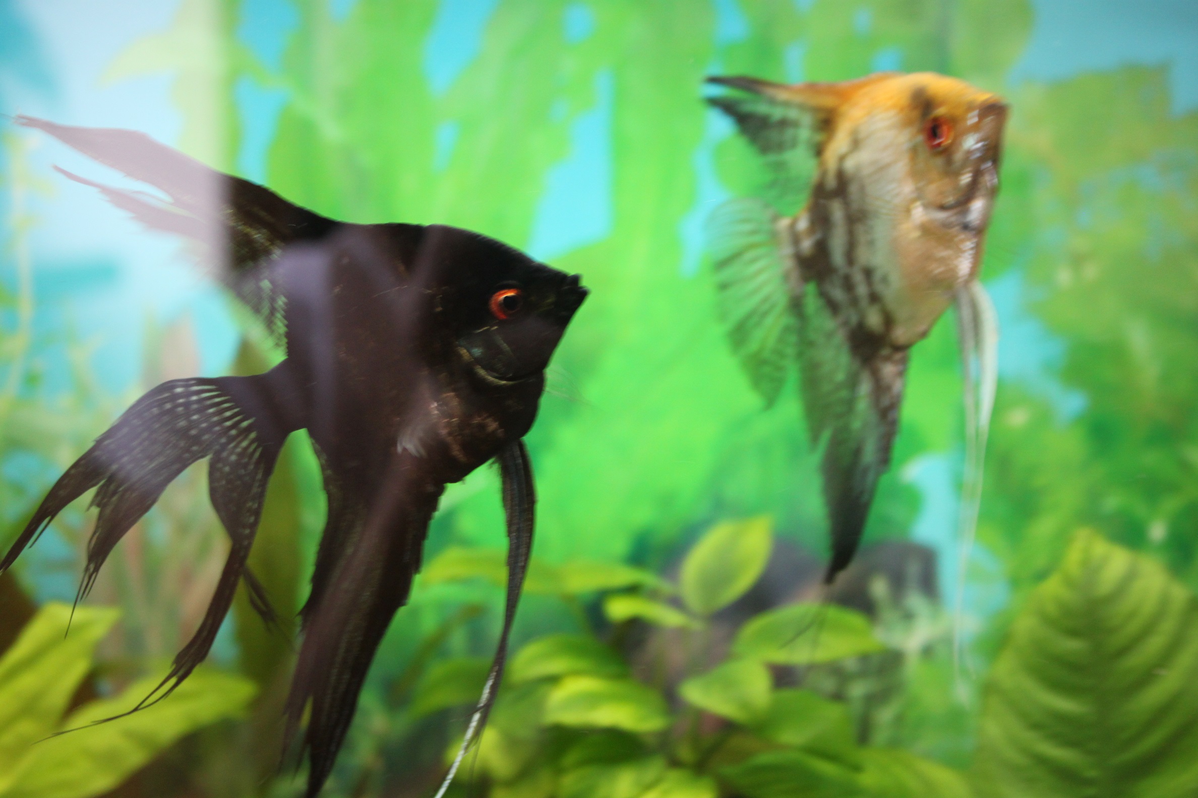 ������������� �����������