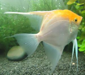 ������������� �����������