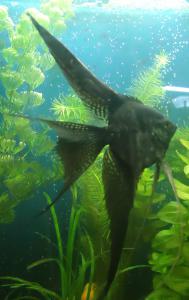 ������������� �����������