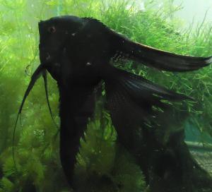 ������������� �����������