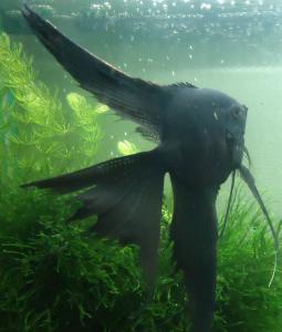 ������������� �����������