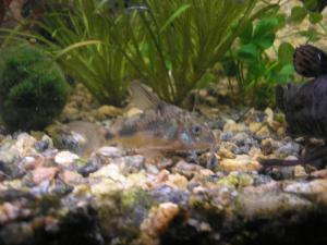 gallery_2880_9_119626.jpg