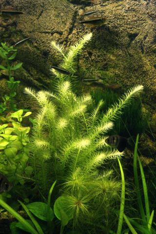 gallery_3058_3_413723.jpg