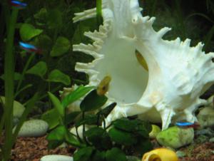 gallery_2256_13_130931.jpg