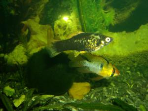 gallery_2427_18_472630.jpg