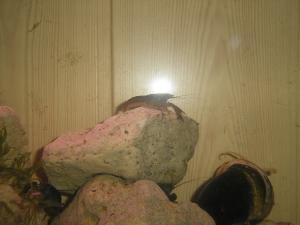 gallery_2880_9_366621.jpg