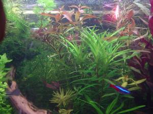 gallery_2124_19_153829.jpg