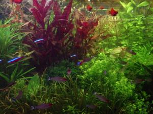 gallery_2124_19_67108.jpg
