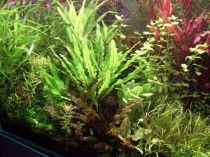gallery_2124_19_154980.jpg