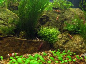 gallery_3312_27_183259.jpg