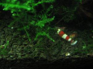 gallery_167_36_110426.jpg