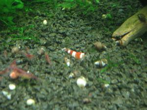 gallery_167_36_154270.jpg