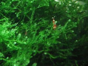gallery_167_36_182720.jpg