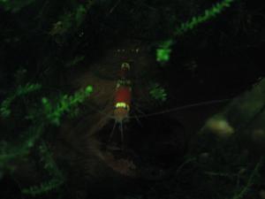 gallery_167_36_239330.jpg
