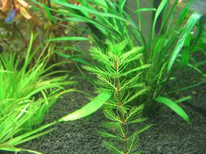 gallery_167_36_281266.jpg