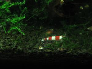 gallery_167_36_35432.jpg