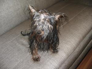 gallery_167_36_400441.jpg