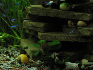 gallery_2256_13_164354.jpg
