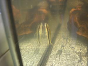 gallery_2880_9_262368.jpg