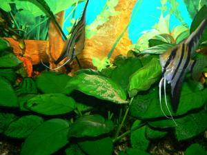 gallery_4114_52_370953.jpg