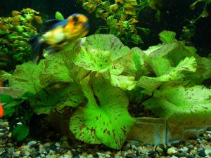 gallery_4114_55_140083.jpg