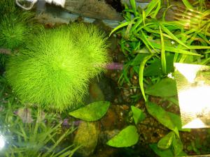 gallery_2082_71_1212750.jpg
